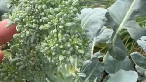 Broccoli going to seed