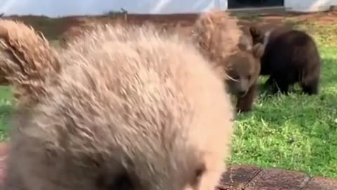 Bear cubs running towards the camera in slow motion They are Syrian bears