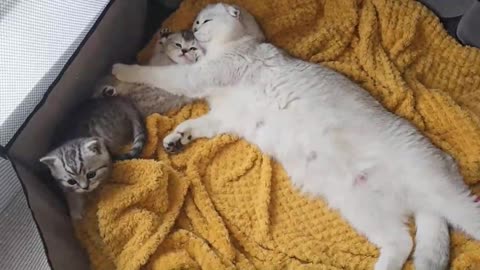 Mom cat and her beautiful kittens