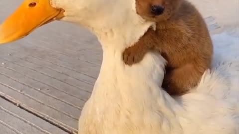 They are best friends Goose & puppy || best friendship Goose & puppy