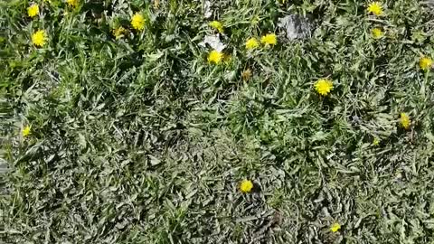 Very beautiful dandelions.