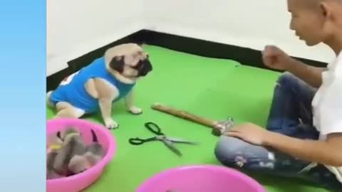 dog plays bet your puppies.