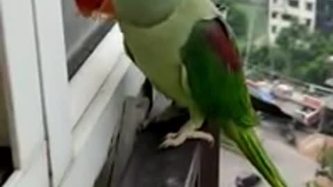 Friendly Talking Parrot Calling Mummy in Lockdown vid