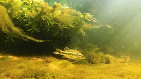 Suwanee Bass spawning and nest guarding in the santa fe rever florida