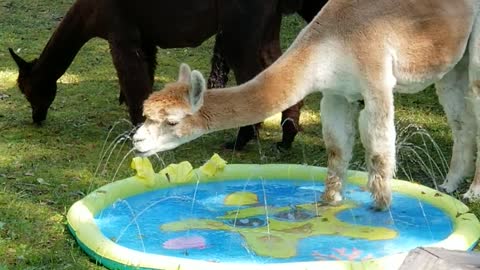 Alpaca Enjoys Splash Pool on a Summer Day