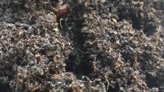 Queen Of ants coming in and out the soil