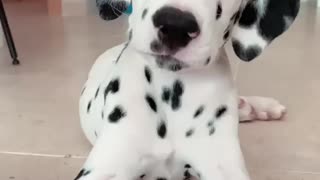 These head tilts