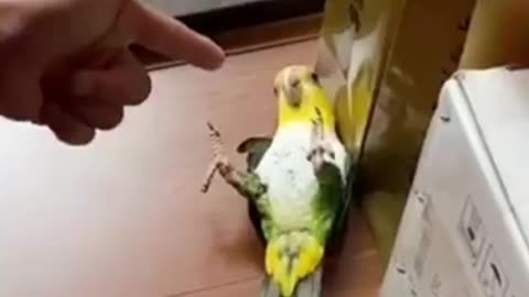 Parrot funny acting