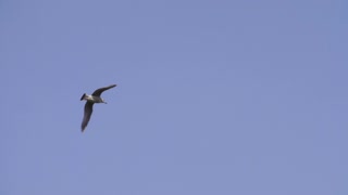 Bird Flying In Blue Sky