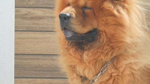 [6 ROUNDS] of puppies, with funny Chow Chow world. 🤗😍