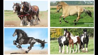 Sonrise Stable Companion: Books 6-10