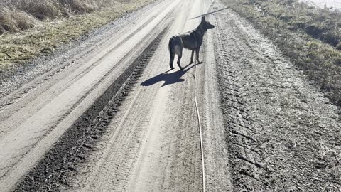 Gravel road walking German Shepherd