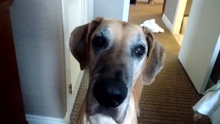 Magnificent Great Dane does tricks for cookies in her favorite hotel