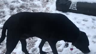 11 yr old dog likes eating snow