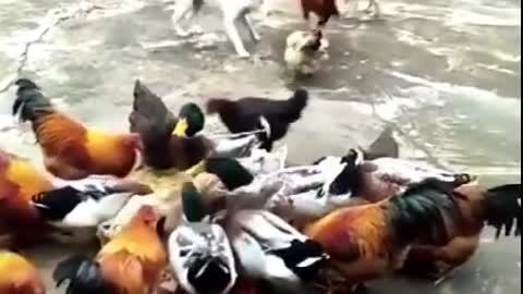 🌺💗♥️Chicken VS dog fight - funny dog fight video♥️💗🌺