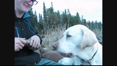 Funny Lab Dog Playing with Jesse