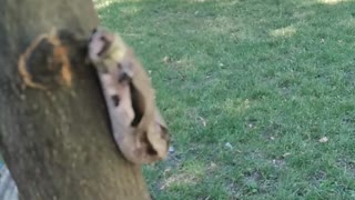 SNAKE UDAF WALKS ON THE TREE