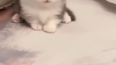 Beautiful cat playing video