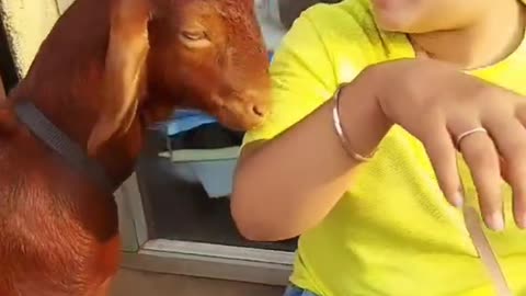 Goat and girl looking like sad mouth