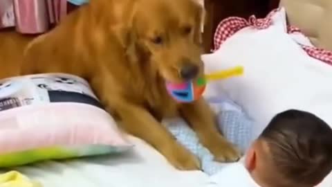 Super smart dog helps take care of baby in the house