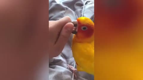 😁😁😁😁 CUTEST ANIMALS EVER😁😁😁😁😁 PARROT😁😁😁😁YELLOW😁😁😁😁FUNNY ANIMALS😁😁😁😁 !!!!