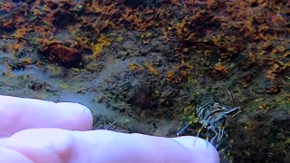 Underwater Shrimps Give French Manicure
