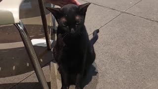 Charming Black Cat