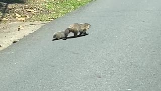 Baby groundhog crosses the road with its mother