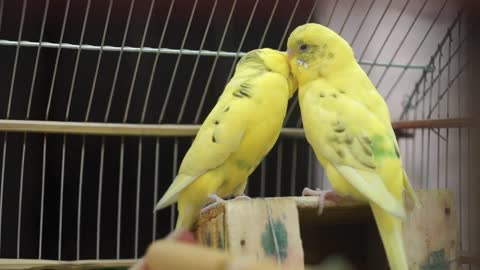 Close Up Video Of Yellow Birds Being Romantic To Each Other