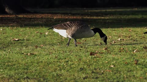 4K Ultra HD Video of Wild Animals 2020