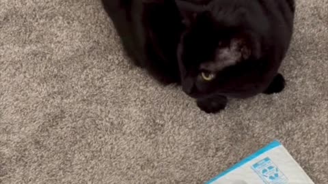 Adopting a Cat from a Shelter Vlog - Cute Precious Piper Inspects the Recycled Envelopes #shorts