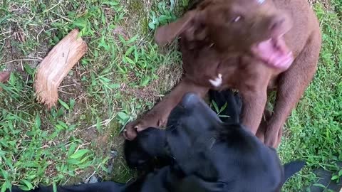 Moose and Bear Chew on Each Others Face