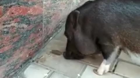 micro pig eats stones