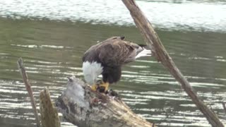 304 Toussaint Wildlife - Oak Harbor Ohio - Eagle Takes Care Of Dinner