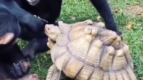 Two Chimps Feeding Tortoise with Apple