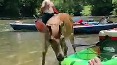 Ahhh-dorable deer makes friend with kayaker ❤