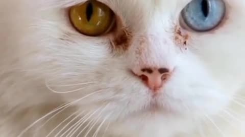 Most funny video of cat 😺🤣 2024