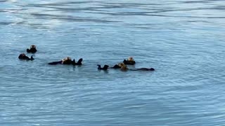 A Raft of Sea Otters enjoying the sun in Valdez Alaska