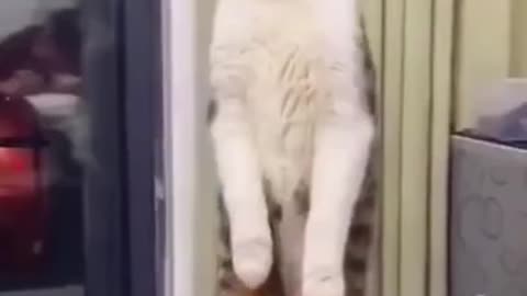 Scared funny cat videos