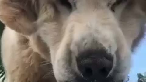 Three dogs look down at camera