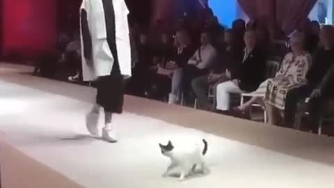Incident during the presentation of a new fur at a fashion show