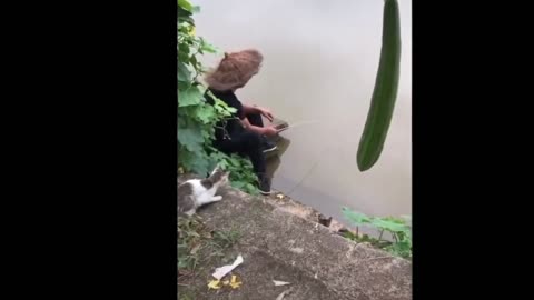 funny cats fishing