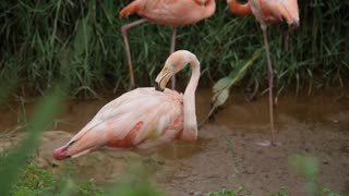 Pink Flamingo Shaking Her Head