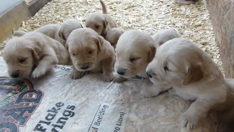 Adorable Golden Retriever Puppies