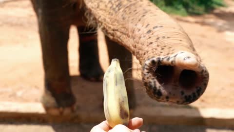 feeding the elephant with a banana