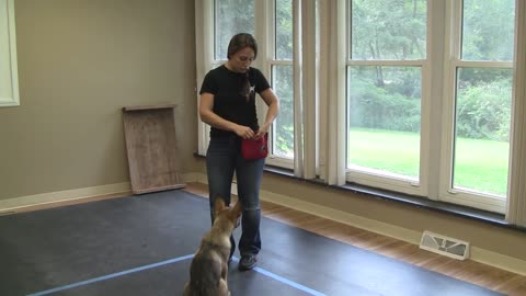 Attention Training For Dogs