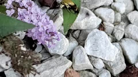 Bee hummingbird