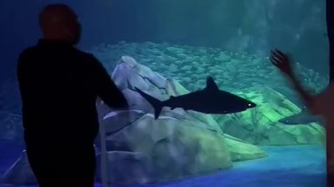 Georgia Aquarium's New Shark Exhibit TikTok