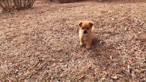 puppy dropped train and moving for help