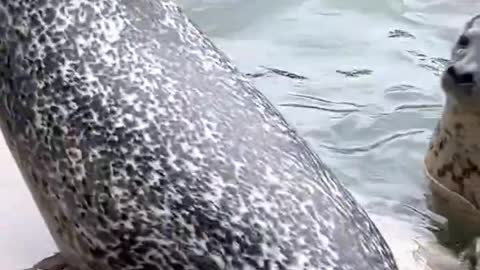 Seals perform acrobatics